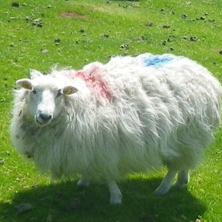 A Side Of Love In Ireland